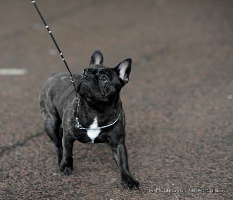 _DSC5300.JPG - Hundutställning i Malmö - Fransk Bulldog