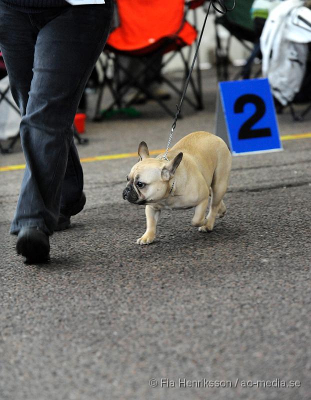 _DSC5301.JPG - Hundutställning i Malmö - Fransk Bulldog