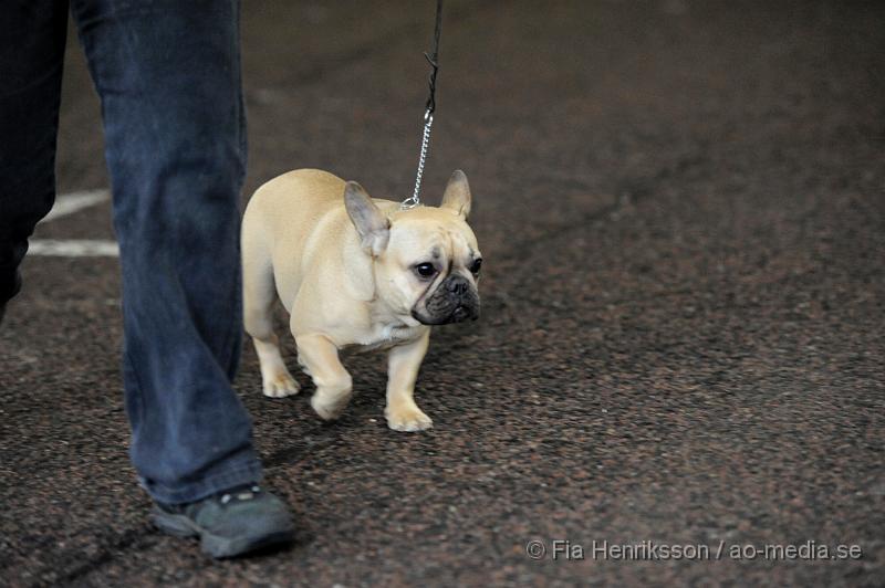 _DSC5309.JPG - Hundutställning i Malmö - Fransk Bulldog