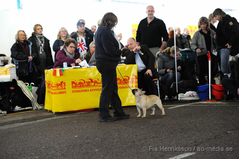 _DSC5314.JPG - Hundutställning i Malmö - Fransk Bulldog