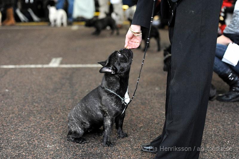 _DSC5324.JPG - Hundutställning i Malmö - Fransk Bulldog