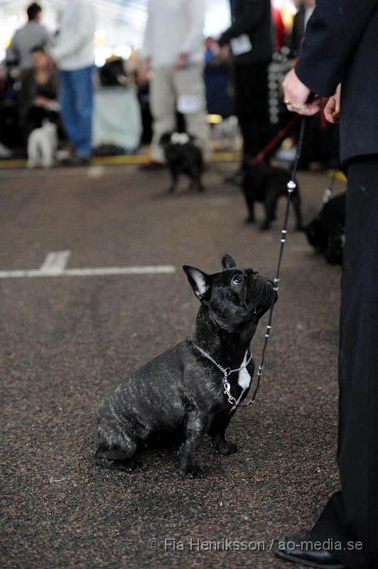 _DSC5326.JPG - Hundutställning i Malmö - Fransk Bulldog