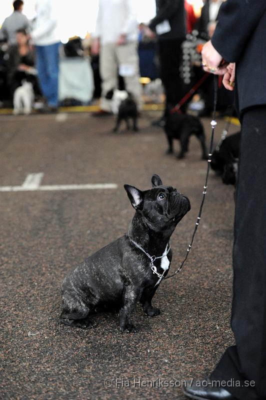 _DSC5327.JPG - Hundutställning i Malmö - Fransk Bulldog