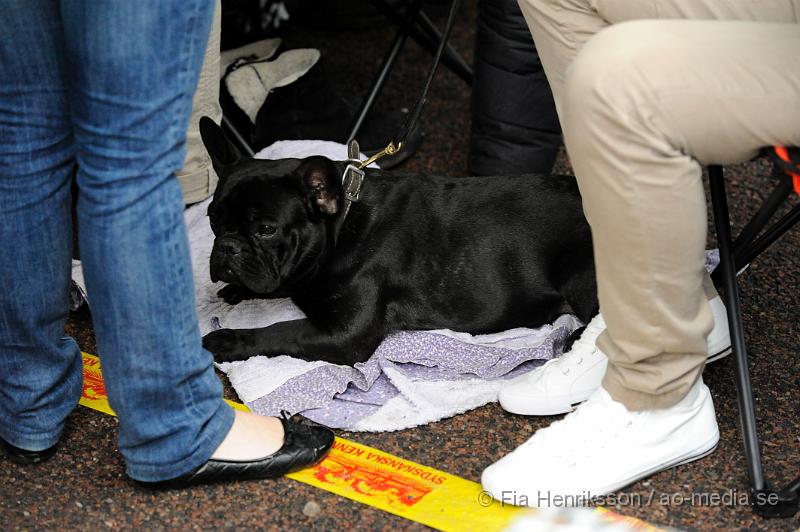 _DSC5329.JPG - Hundutställning i Malmö - Fransk Bulldog