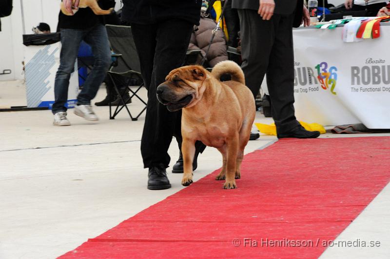 _DSC5345.JPG - Hundutställning i Malmö - Shar Pei