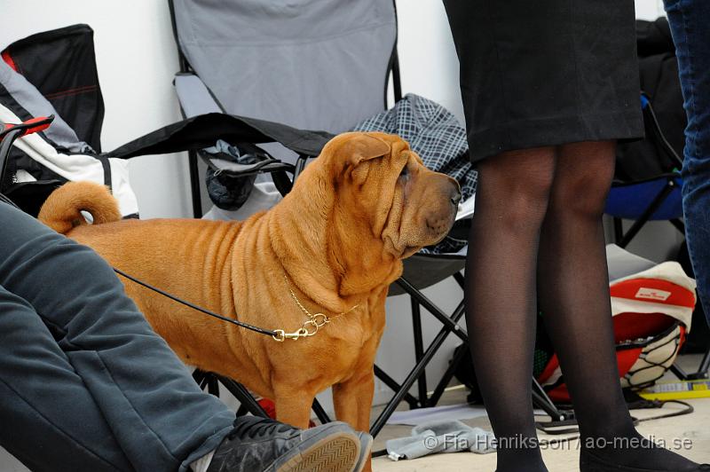 _DSC5349.JPG - Hundutställning i Malmö - Shar Pei