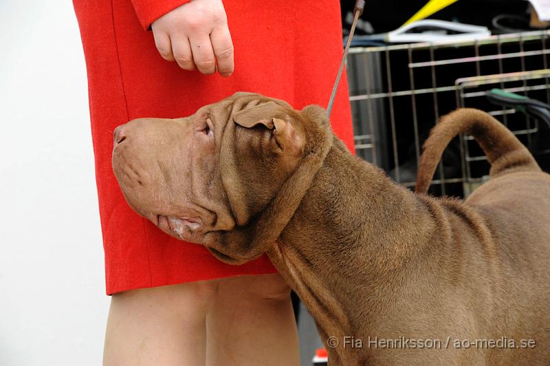 _DSC5350.JPG - Hundutställning i Malmö - Shar Pei