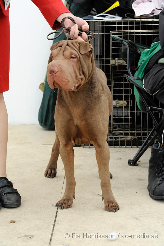 _DSC5351.JPG - Hundutställning i Malmö - Shar Pei