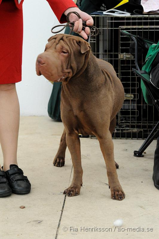 _DSC5353.JPG - Hundutställning i Malmö - Shar Pei