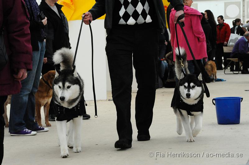 _DSC5355.JPG - Hundutställning i Malmö - Sibierian Huskey