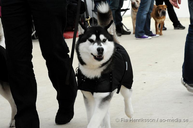 _DSC5357.JPG - Hundutställning i Malmö - Sibierian Huskey