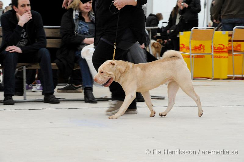 _DSC5360.JPG - Hundutställning i Malmö - Shar Pei