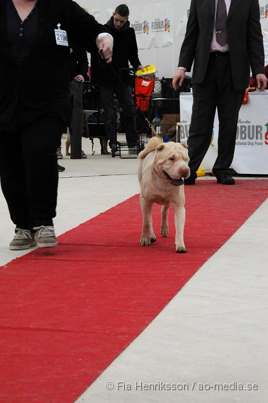 _DSC5365.JPG - Hundutställning i Malmö - Shar Pei