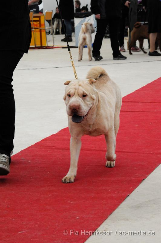 _DSC5368.JPG - Hundutställning i Malmö - Shar Pei