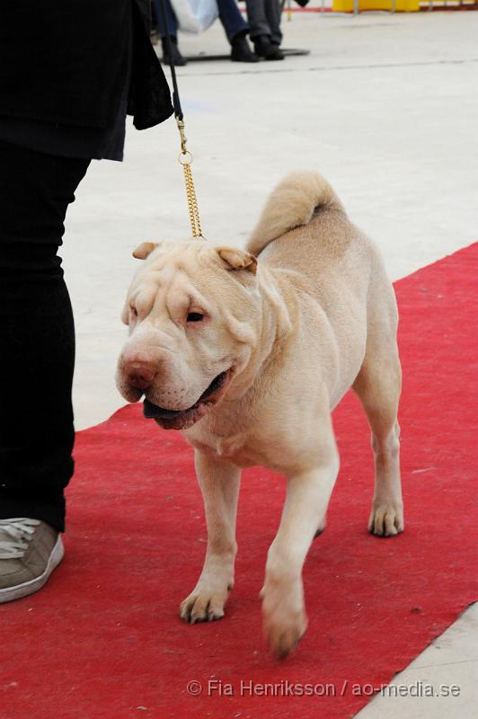 _DSC5370.JPG - Hundutställning i Malmö - Shar Pei