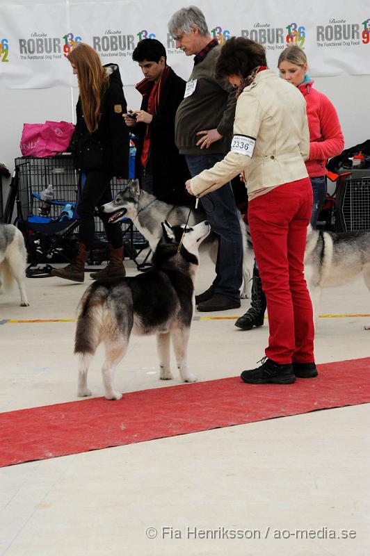 _DSC5382.JPG - Hundutställning i Malmö - Sibierian Huskey