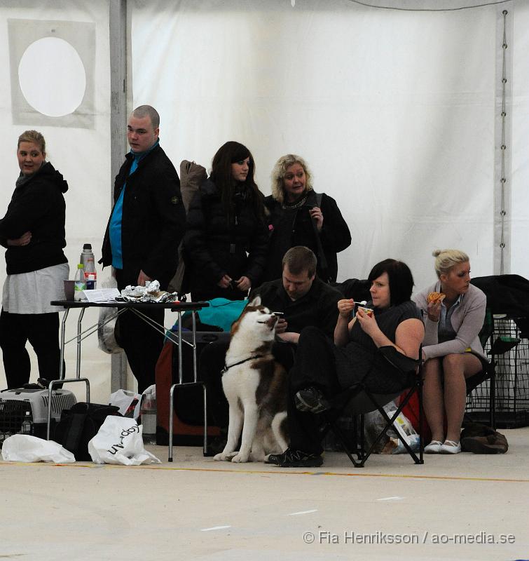 _DSC5385.JPG - Hundutställning i Malmö - Sibierian Huskey