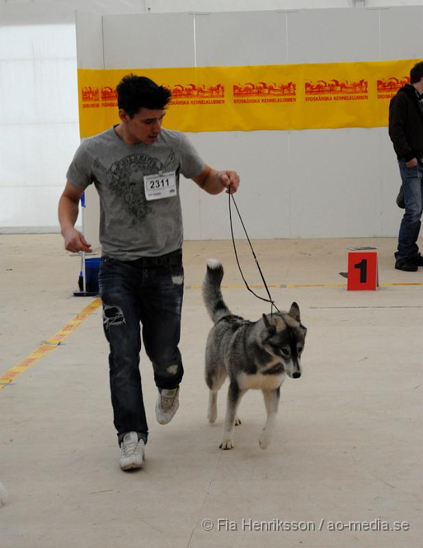 _DSC5390.JPG - Hundutställning i Malmö - Sibierian Huskey