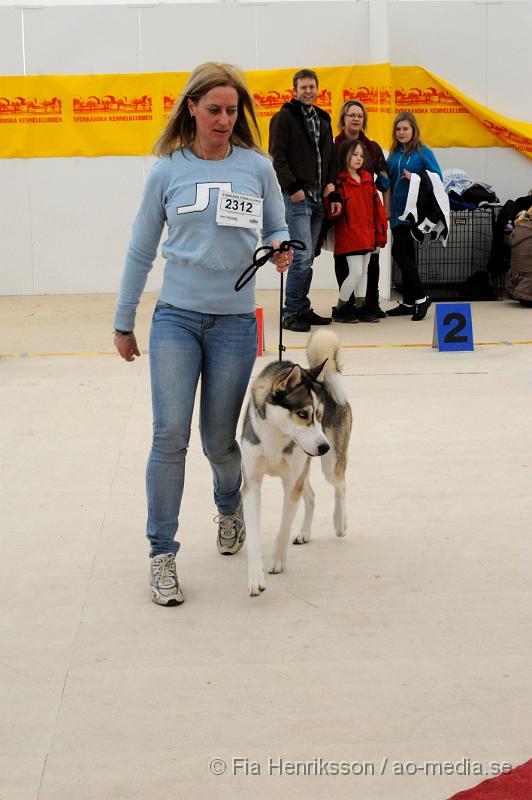 _DSC5392.JPG - Hundutställning i Malmö -  Sibierian Huskey