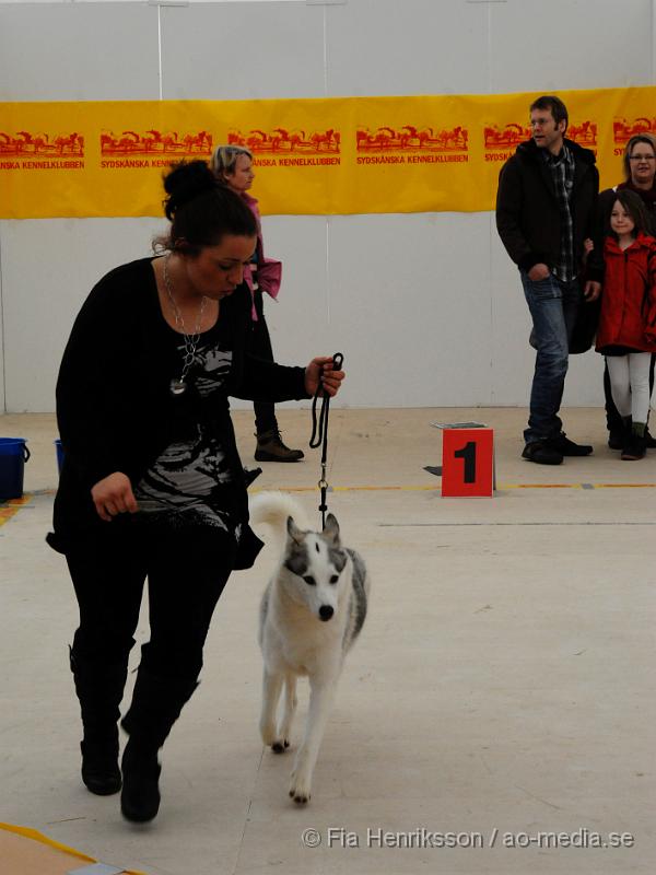 _DSC5394.JPG - Hundutställning i Malmö - Siberian Huskey