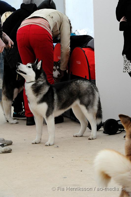 _DSC5395.JPG - Hundutställning i Malmö - Siberian Huskey