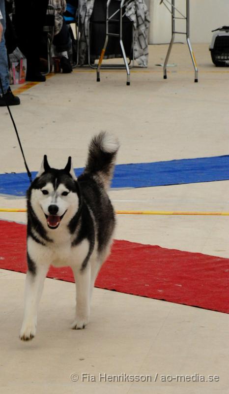 _DSC5402.JPG - Hundutställning i Malmö - Siberian Huskey