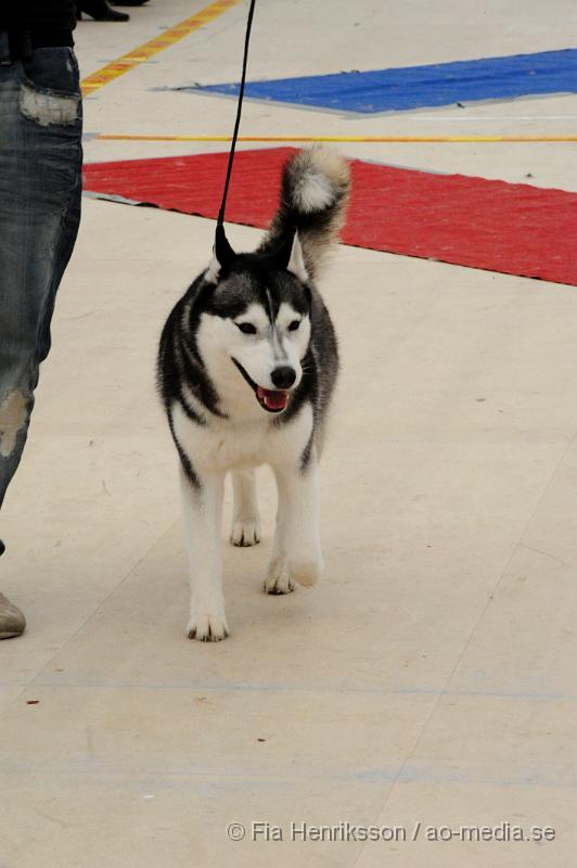 _DSC5403.JPG - Hundutställning i Malmö - Siberian Huskey