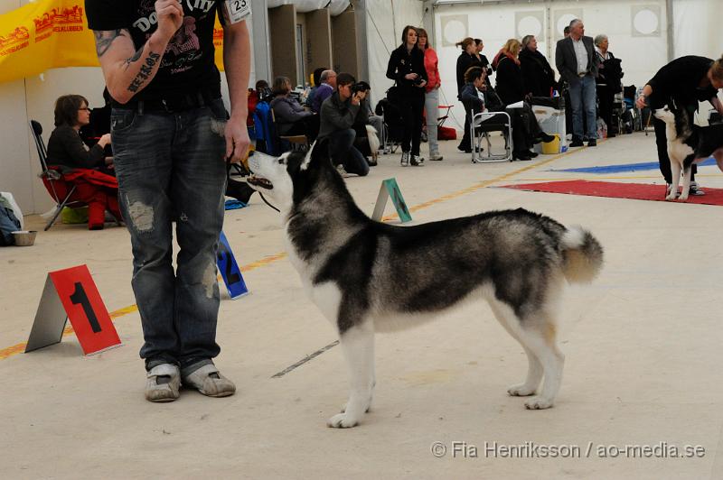 _DSC5404.JPG - Hundutställning i Malmö - Siberian Huskey