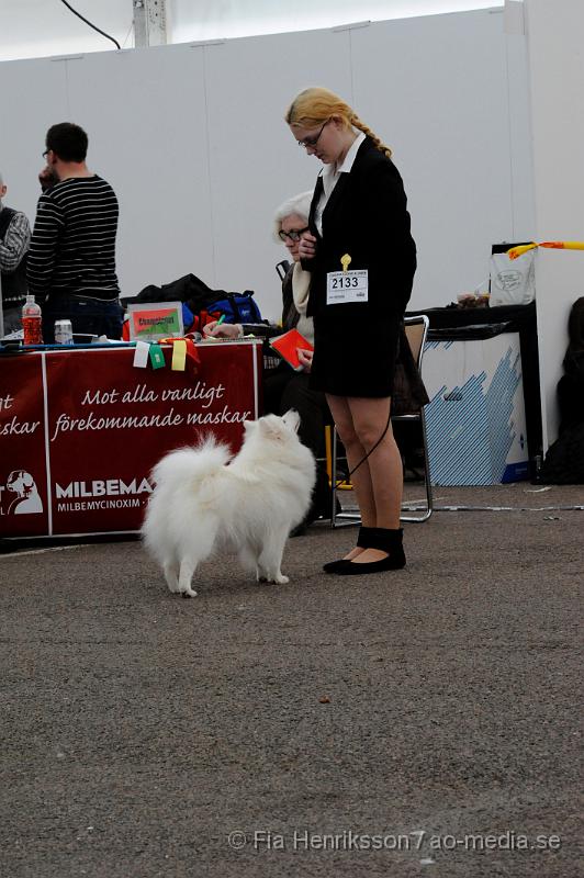 _DSC5408.JPG - Hundutställning i Malmö - Japansk Spets