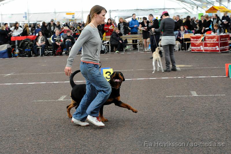 _DSC5447.JPG - Hundutställning i Malmö - Rottweiler