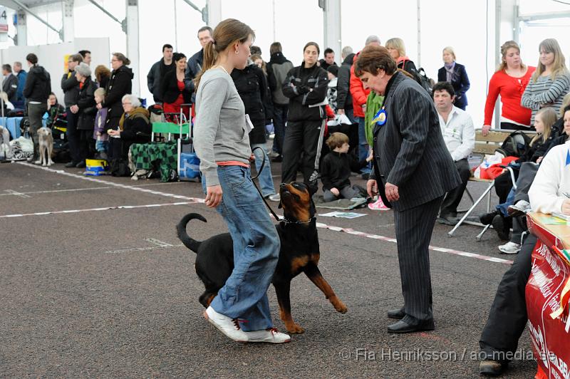 _DSC5448.JPG - Hundutställning i Malmö - Rottweiler