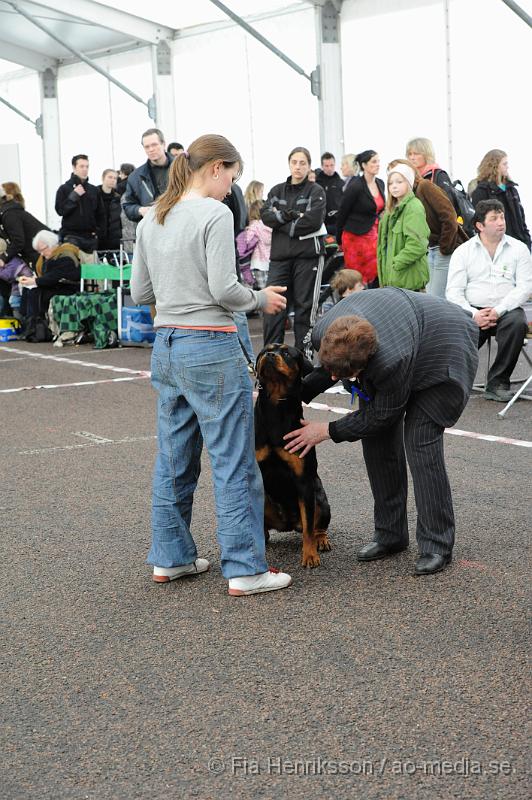 _DSC5449.JPG - Hundutställning i Malmö - Rottweiler