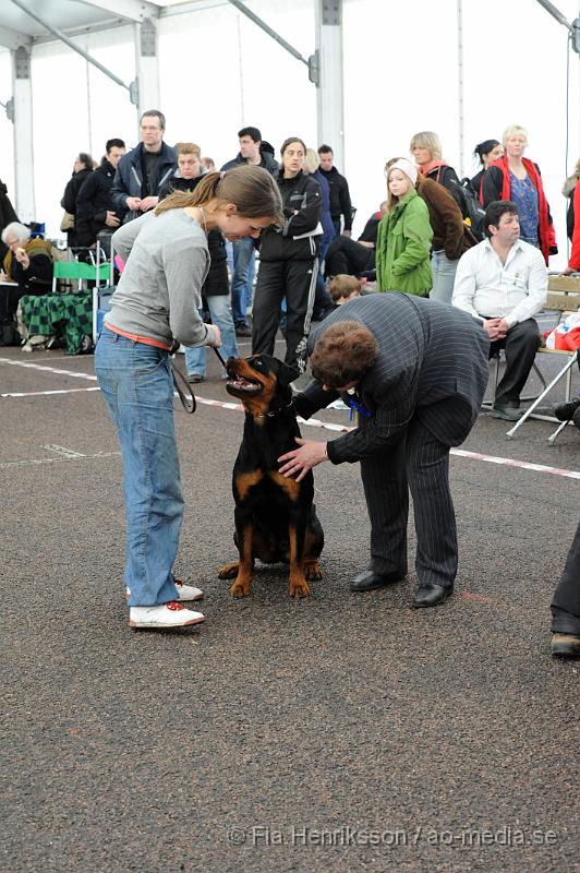 _DSC5450.JPG - Hundutställning i Malmö - Rottweiler