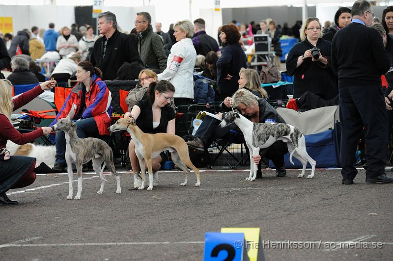 _DSC5452.JPG - Hundutställning i Malmö - Whippet