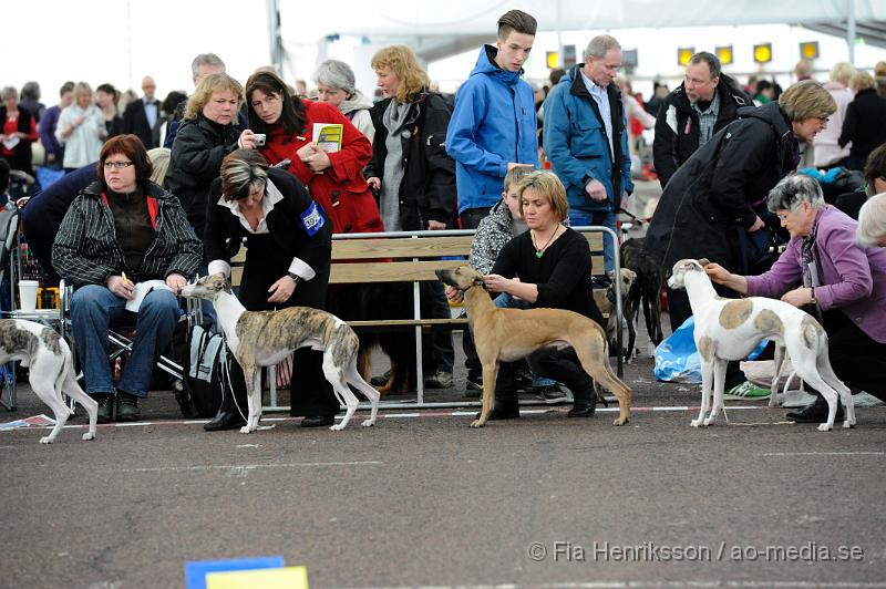 _DSC5453.JPG - Hundutställning i Malmö - Whippet