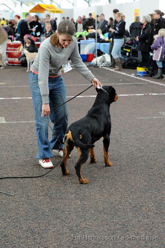 _DSC5454.JPG - Hundutställning i Malmö - Rottweiler