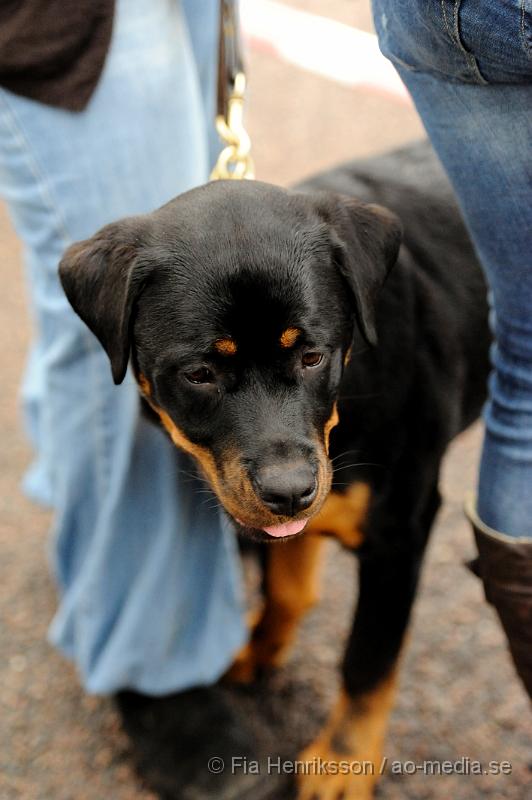 _DSC5455.JPG - Hundutställning i Malmö - Rottweiler