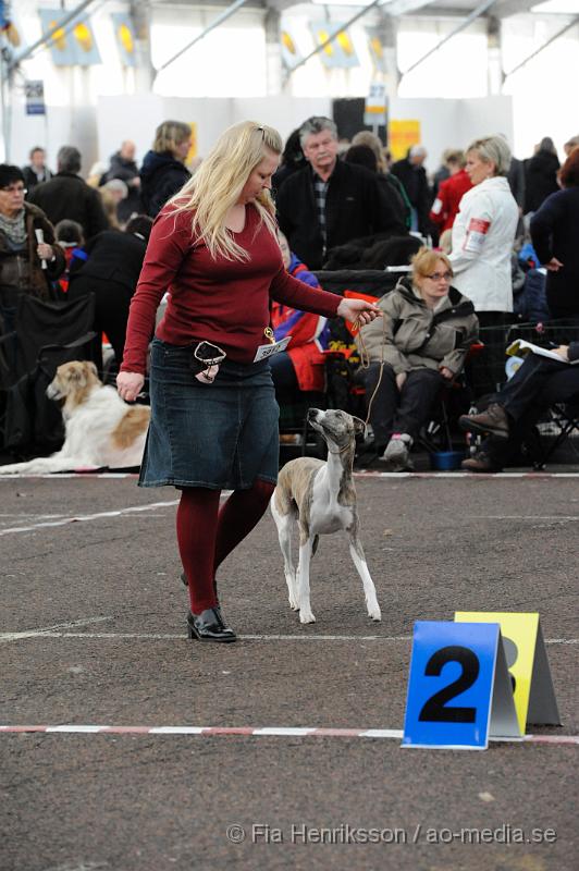 _DSC5457.JPG - Hundutställning i Malmö - Whippet