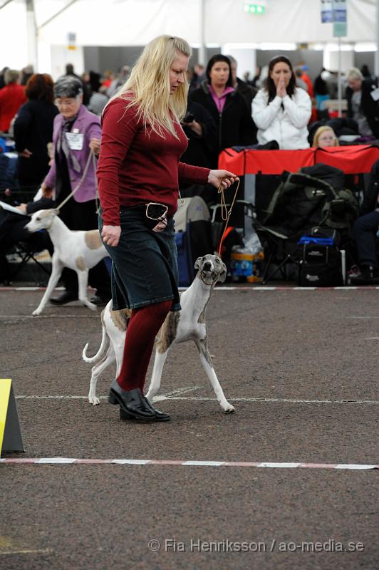 _DSC5458.JPG - Hundutställning i Malmö - Whippet