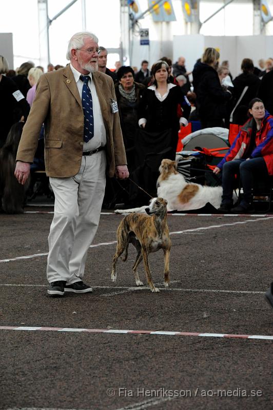 _DSC5461.JPG - Hundutställning i Malmö - Whippet