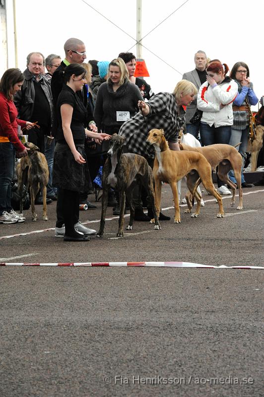 _DSC5467.JPG - Hundutställning i Malmö - Greyhound