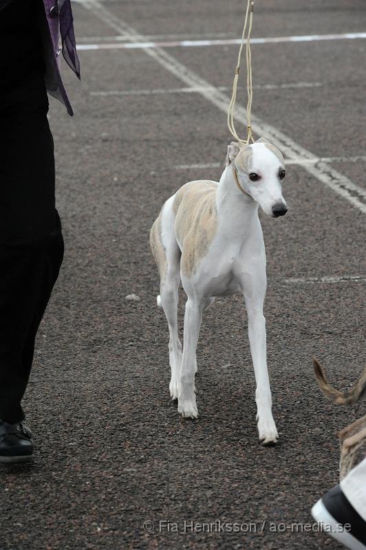 _DSC5468.JPG - Hundutställning i Malmö - Whippet