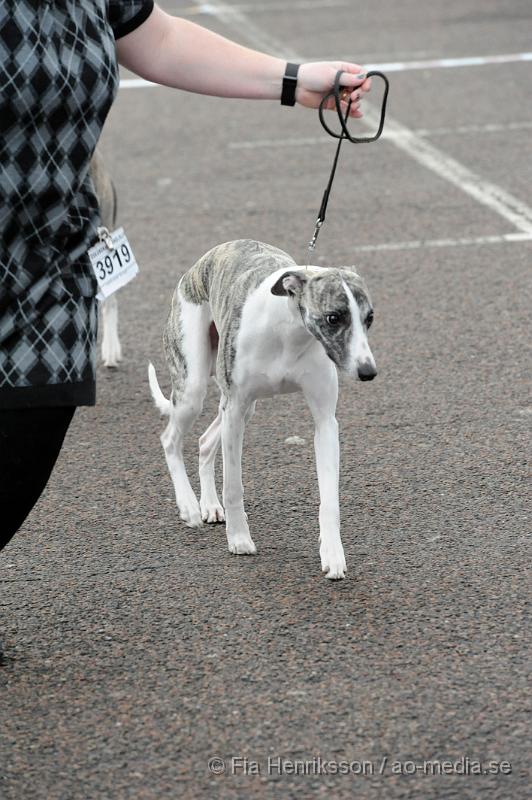 _DSC5469.JPG - Hundutställning i Malmö - Whippet