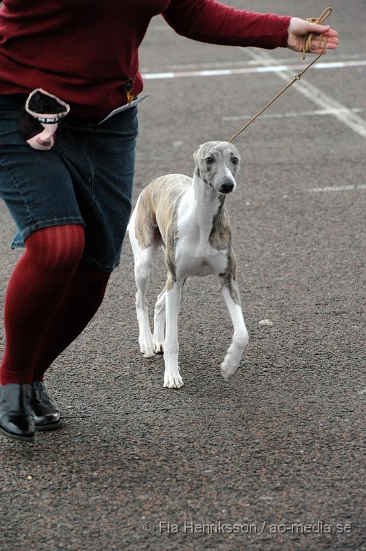 _DSC5470.JPG - Hundutställning i Malmö - Whippet