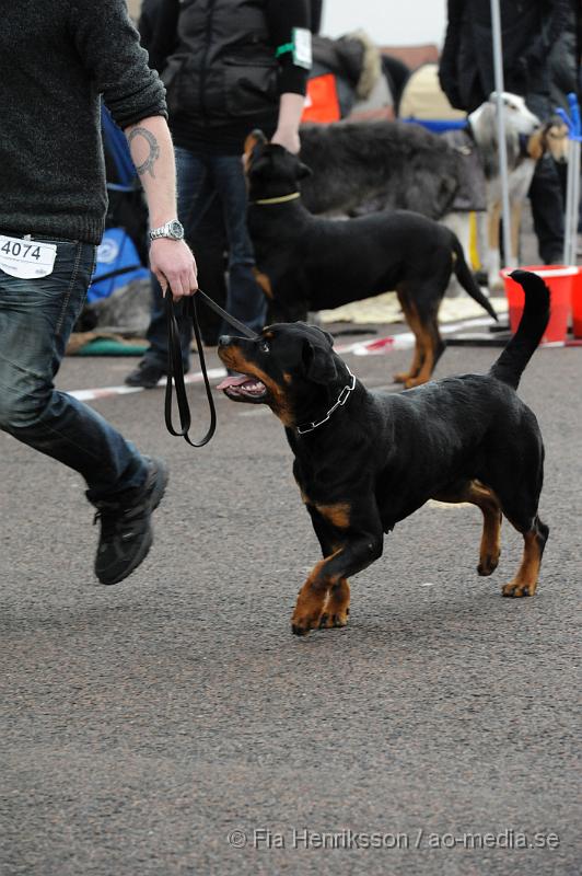 _DSC5471.JPG - Hundutställning i Malmö - Rottweiler