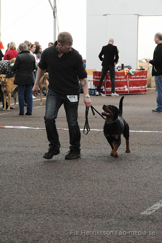 _DSC5472.JPG - Hundutställning i Malmö - Rottweiler