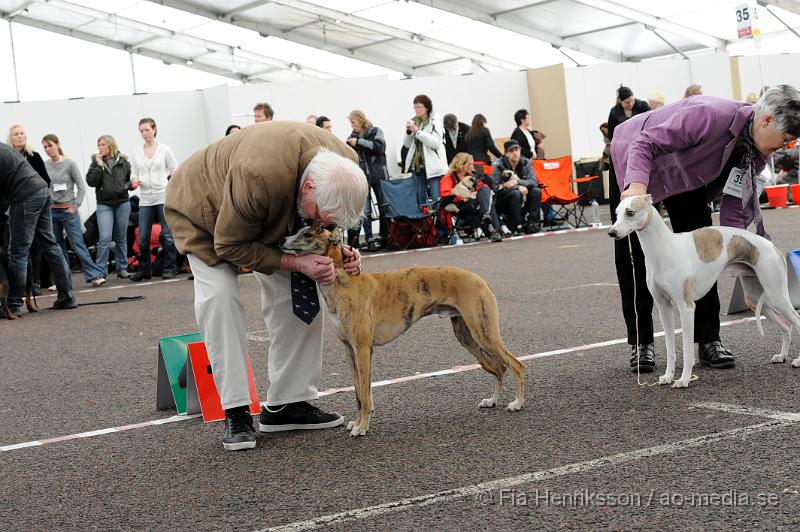 _DSC5475.JPG - Hundutställning i Malmö - Whippet