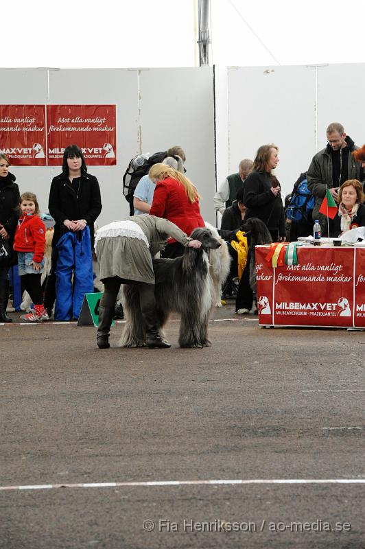 _DSC5479.JPG - Hundutställning i Malmö - Afghanhund