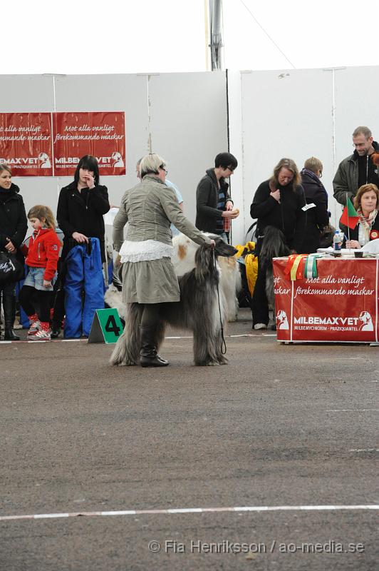 _DSC5481.JPG - Hundutställning i Malmö - Afghanhund