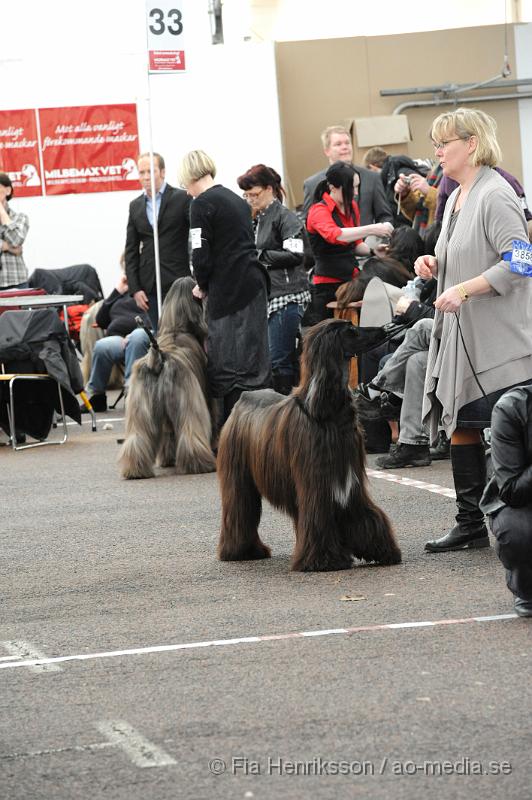 _DSC5483.JPG - Hundutställning i Malmö - Afghanhund